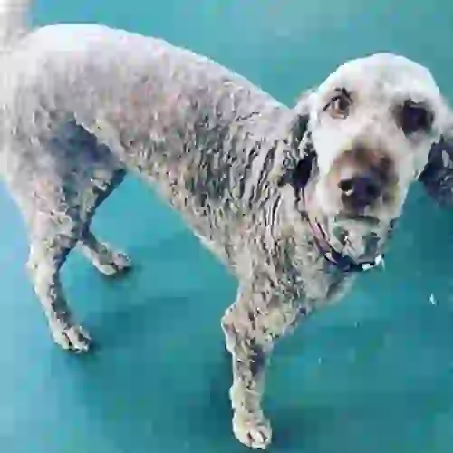 large poodle looking at the camera teal background