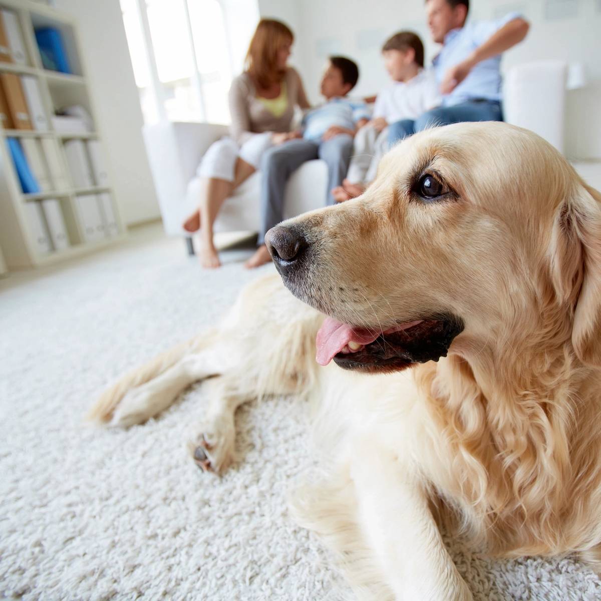 golden retriever with family out of focus in the background