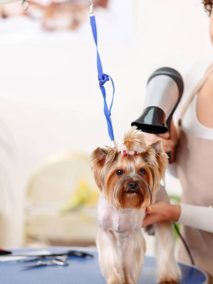 Yorkshire terrier on the grooming table getting a blow dry