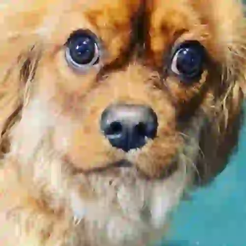 small dog looking at the camera with teal background